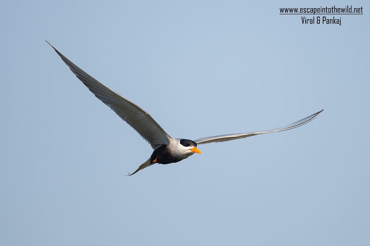 Black-bellied Tern